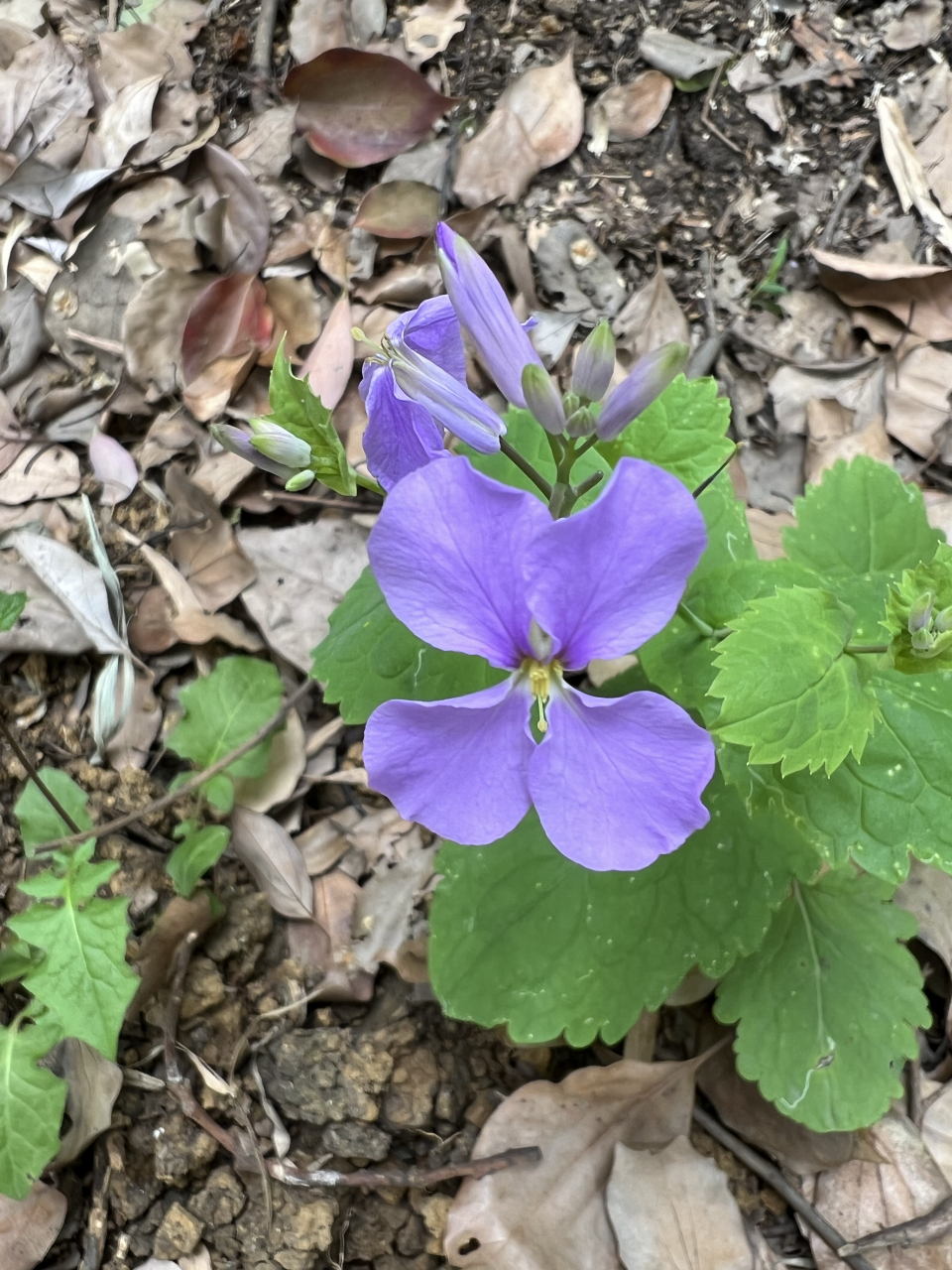 一日一花|诸葛菜  【诸葛菜,被子植物门,罂粟目,十字花科,诸葛菜属