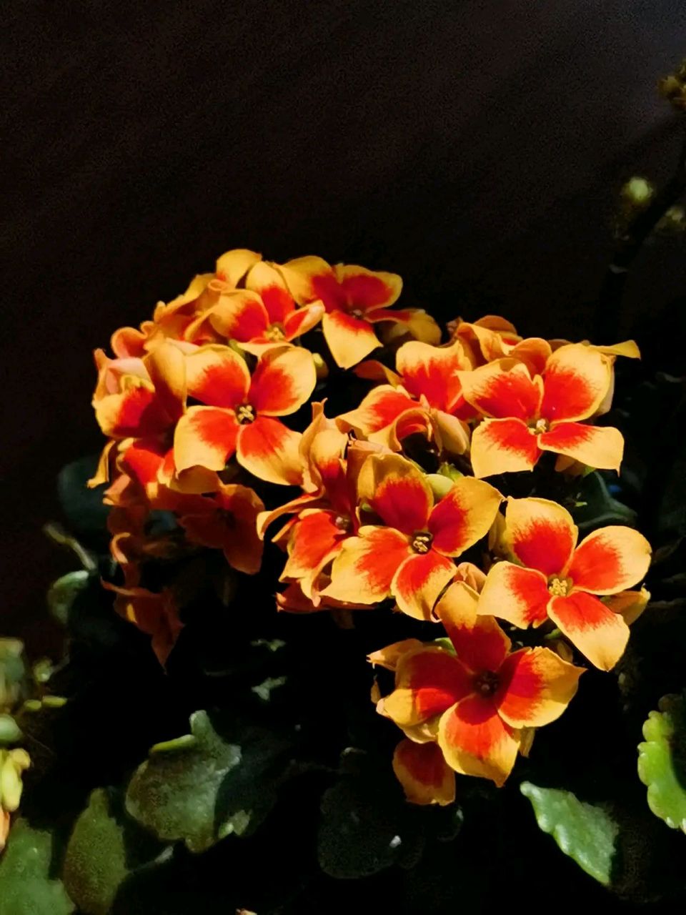 罗比橙长寿花不愧是长寿花中的精品,它花色丰富,颜值高,黄色与橙色