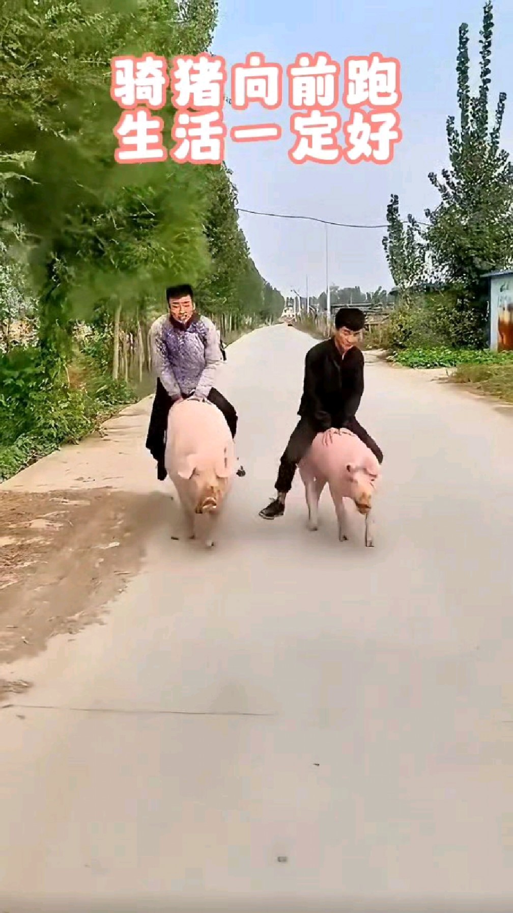 骑猪向前跑,生活一定好