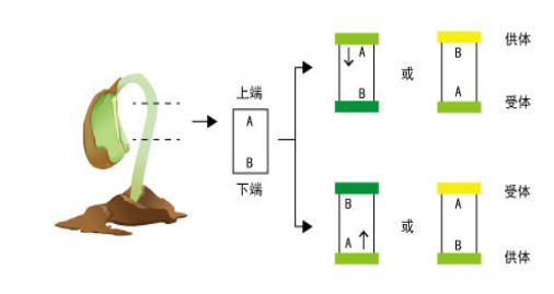 生长素的极性运输