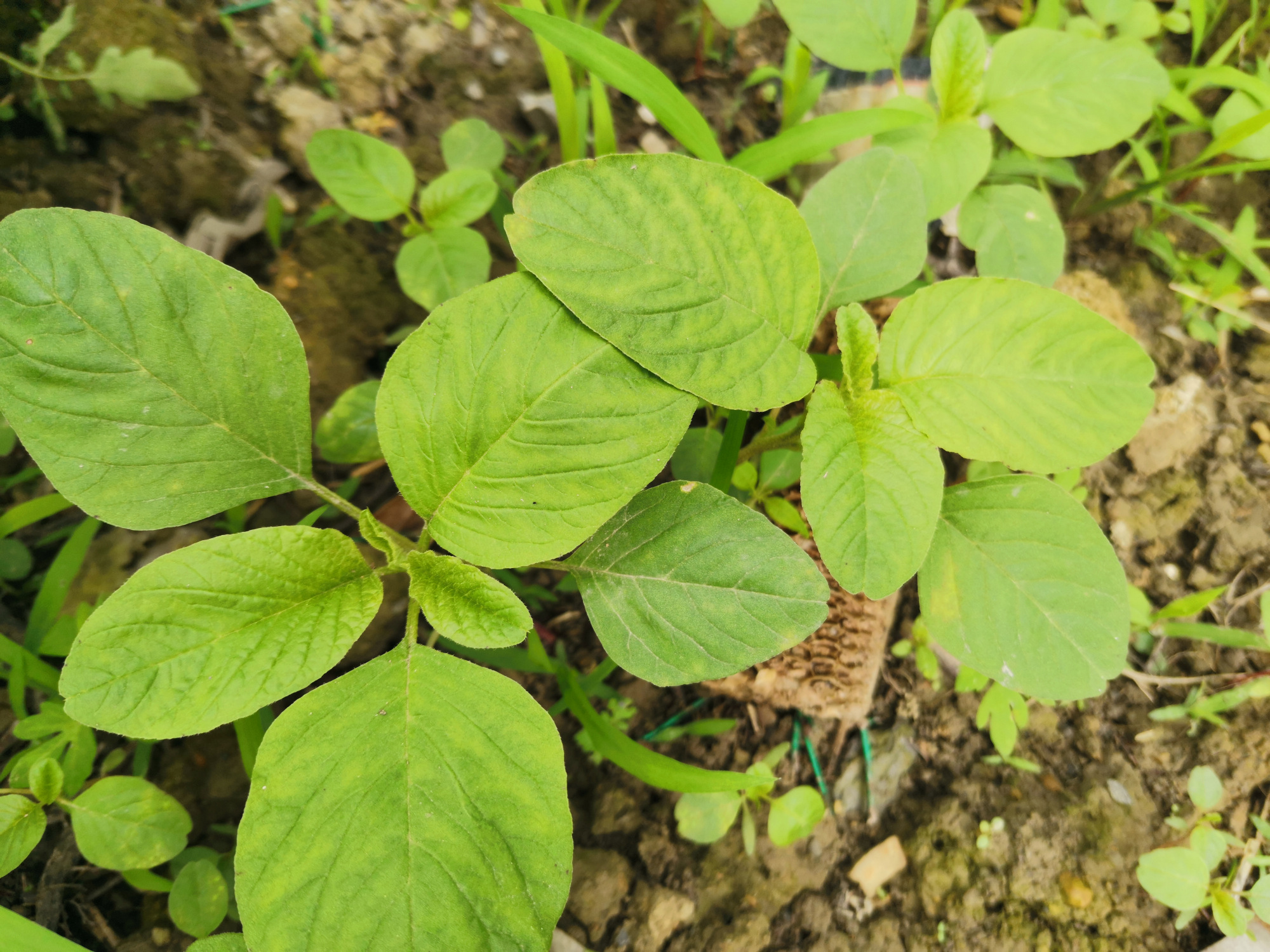 春夏不容错过的野菜:野苋菜