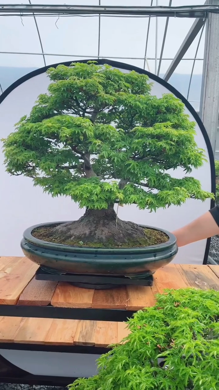 分享狮子头枫树喜欢的关注一下吧