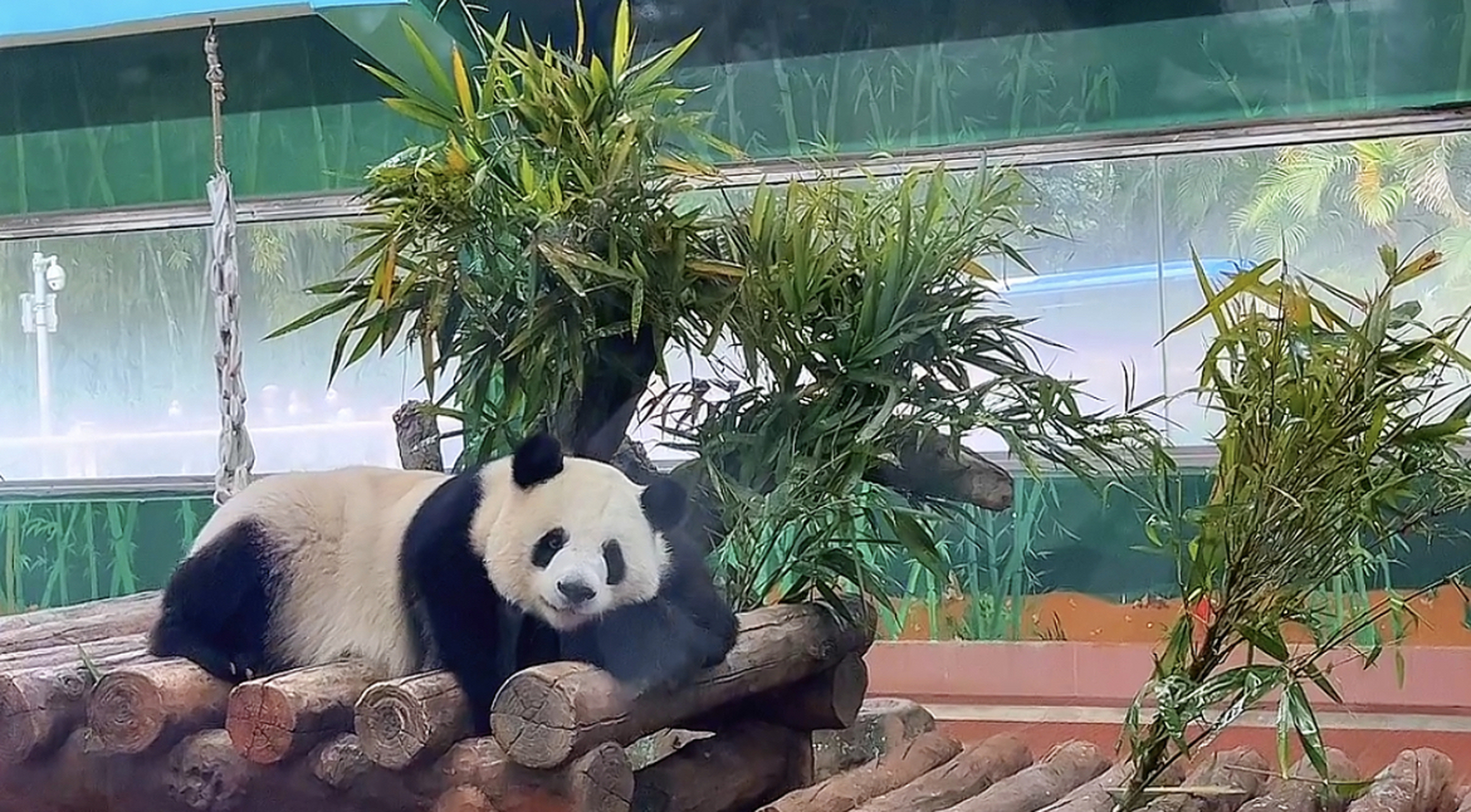 广州动物园的大熊猫真的好可爱呀[期待][期待]大家一起来关爱国宝大