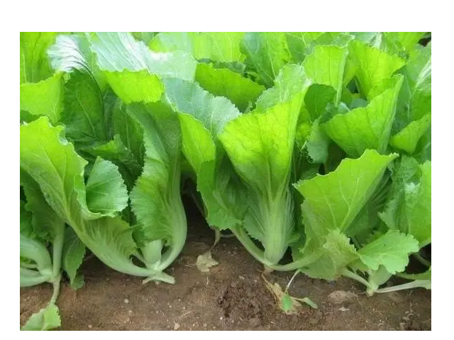 和油菜长得差不多的菜