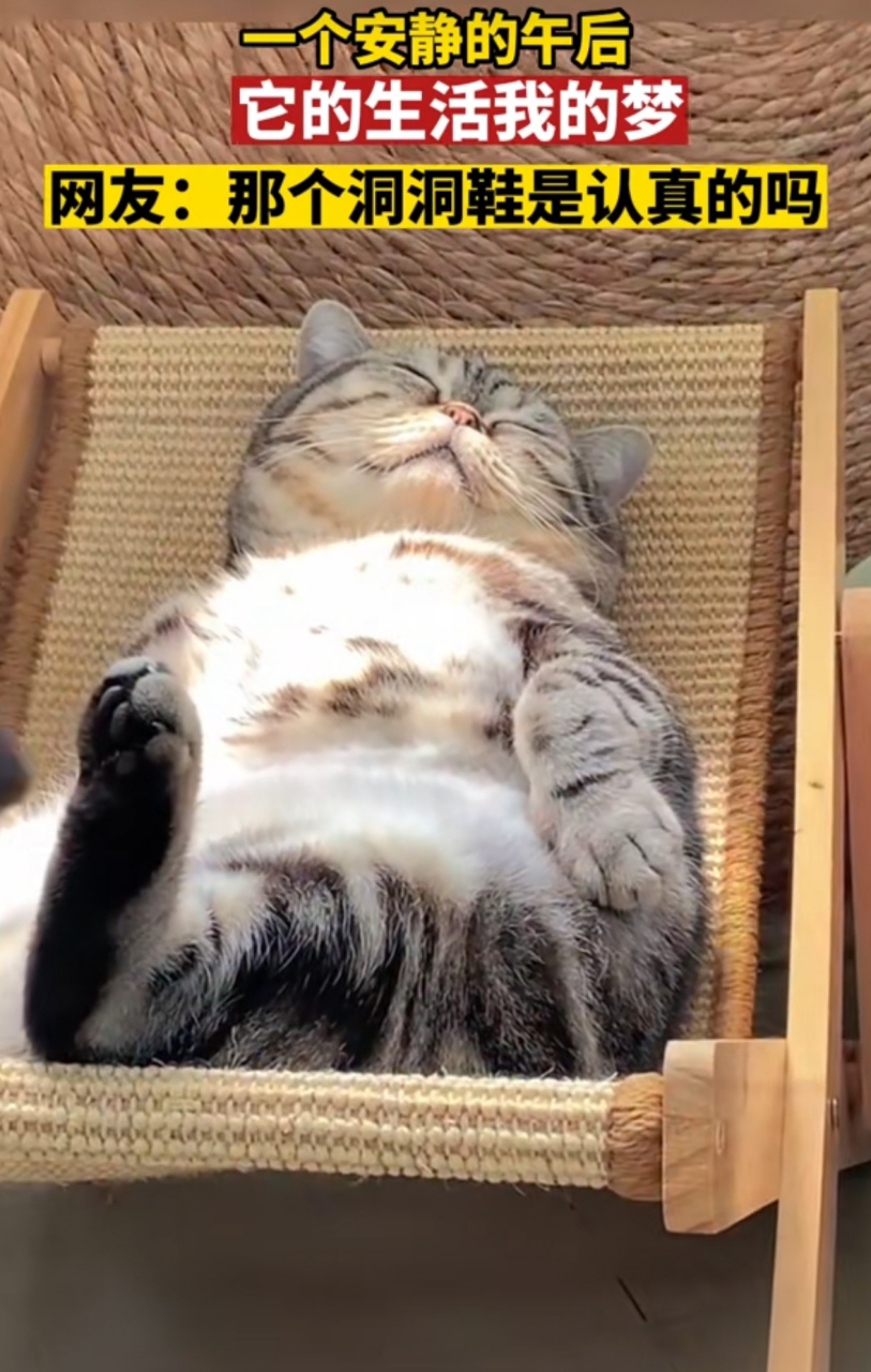 上海一个猫猫在睡着午觉,吹着小风扇,悠闲的躺在躺椅上,睡得这个巴适