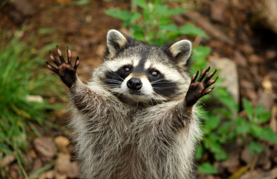 杂食动物有哪些?