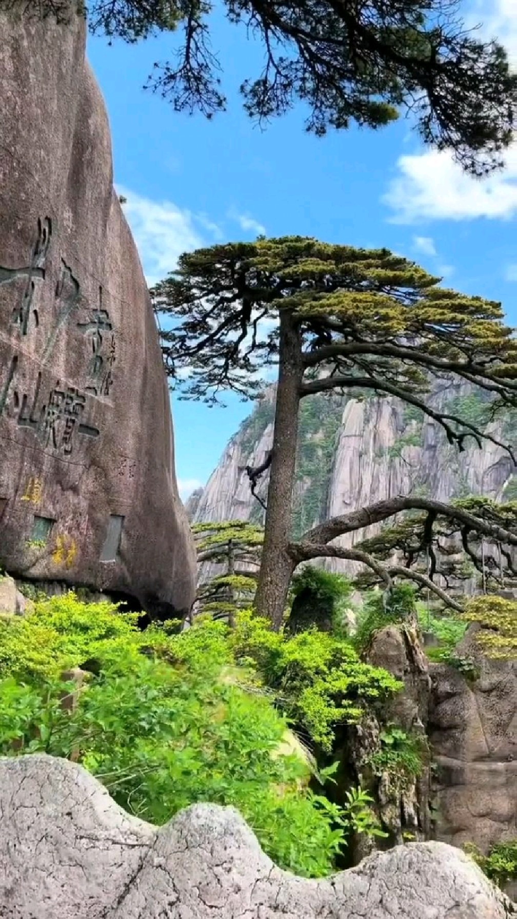 安徽黄山松柏长青,迎客松寿可万年