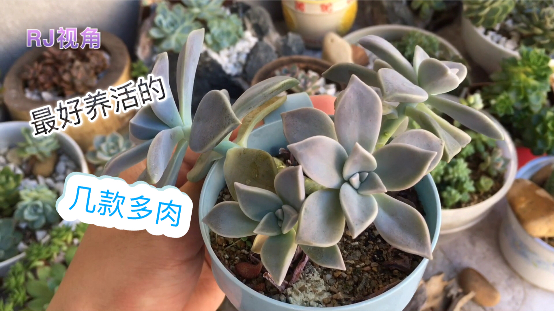 夏天最好养的几款多肉,大家看看都认识吗