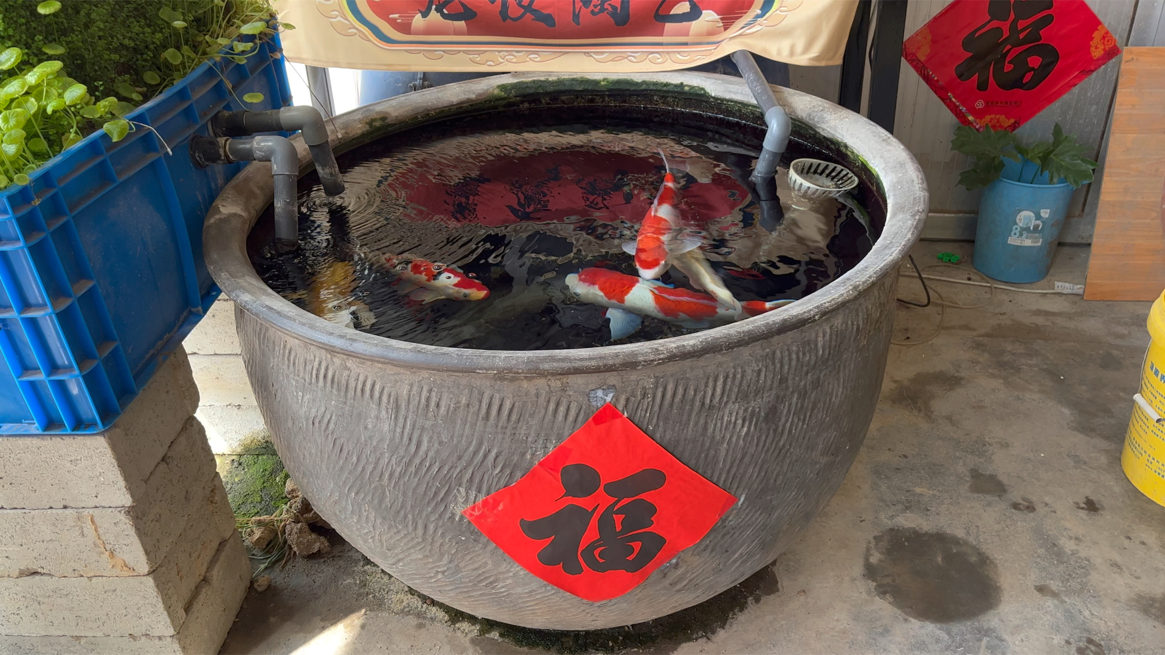 关注我教你用农村大水缸养好锦鲤鱼!