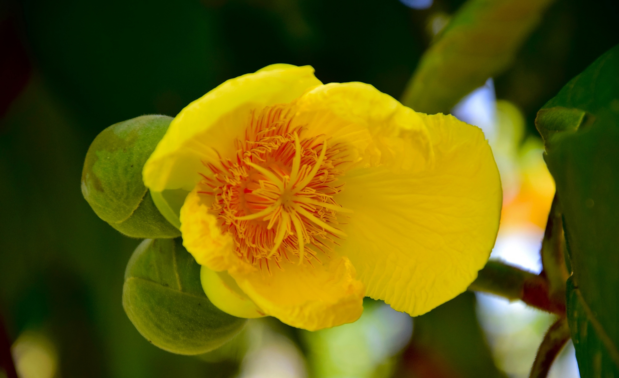 大花第伦桃又名大花五桠果,为第伦桃科第伦桃属植物.