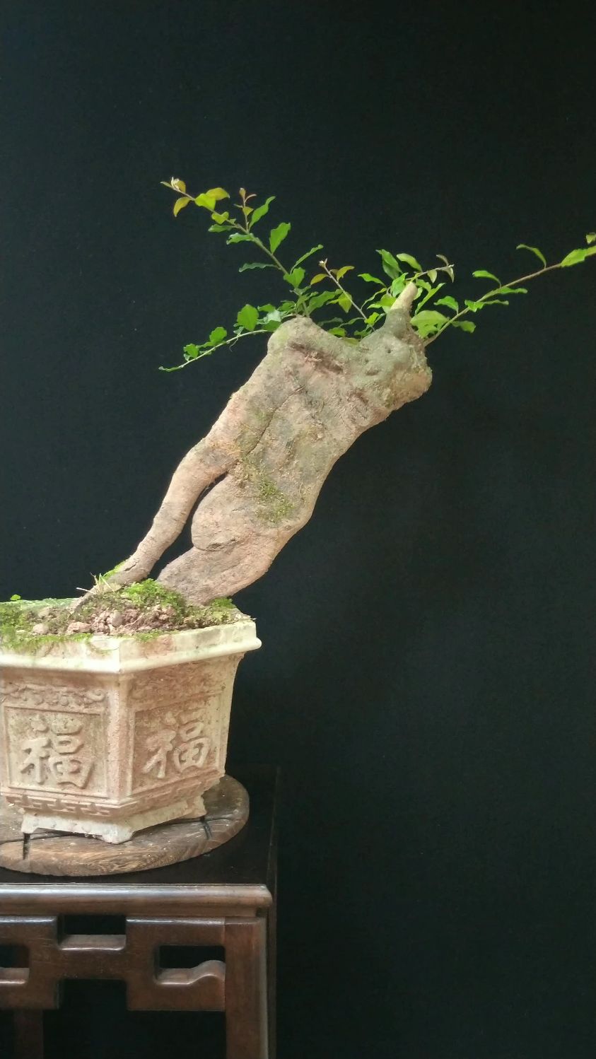 金弹子盆景一颗大扁扁原生灌木母桩