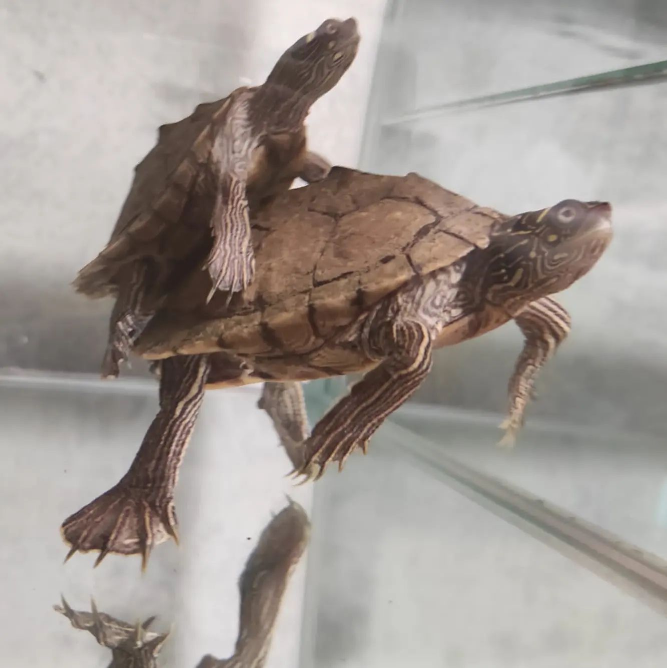 养地图龟适合跟什么鱼养在一起呢?