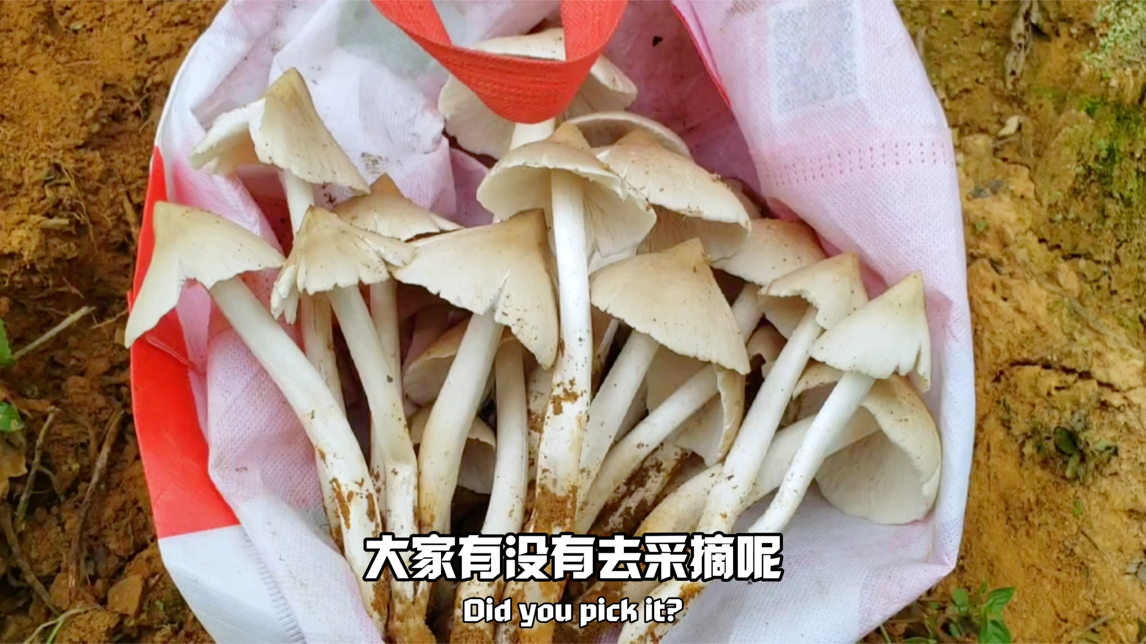 四川凉山甘洛的鸡纵菌季又来了