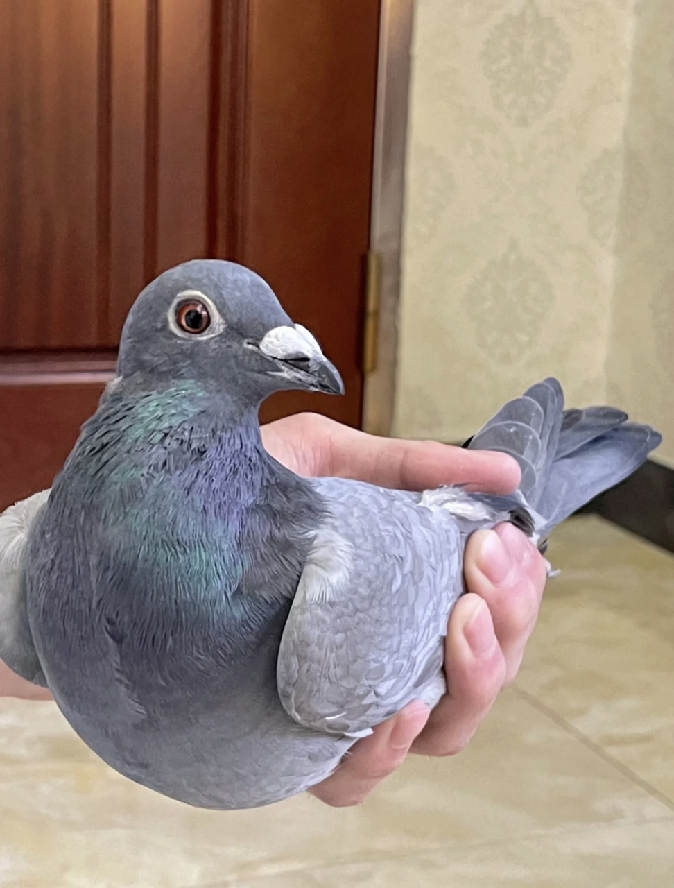 得到一只爱心鼻子的鸽子,拿它出去打比赛能赢吗?