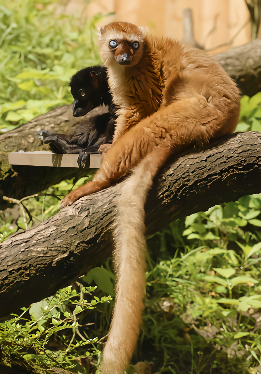 每天认识一种动物——蓝眼黑美狐猴 蓝眼黑美狐猴马达加斯加特有物种,