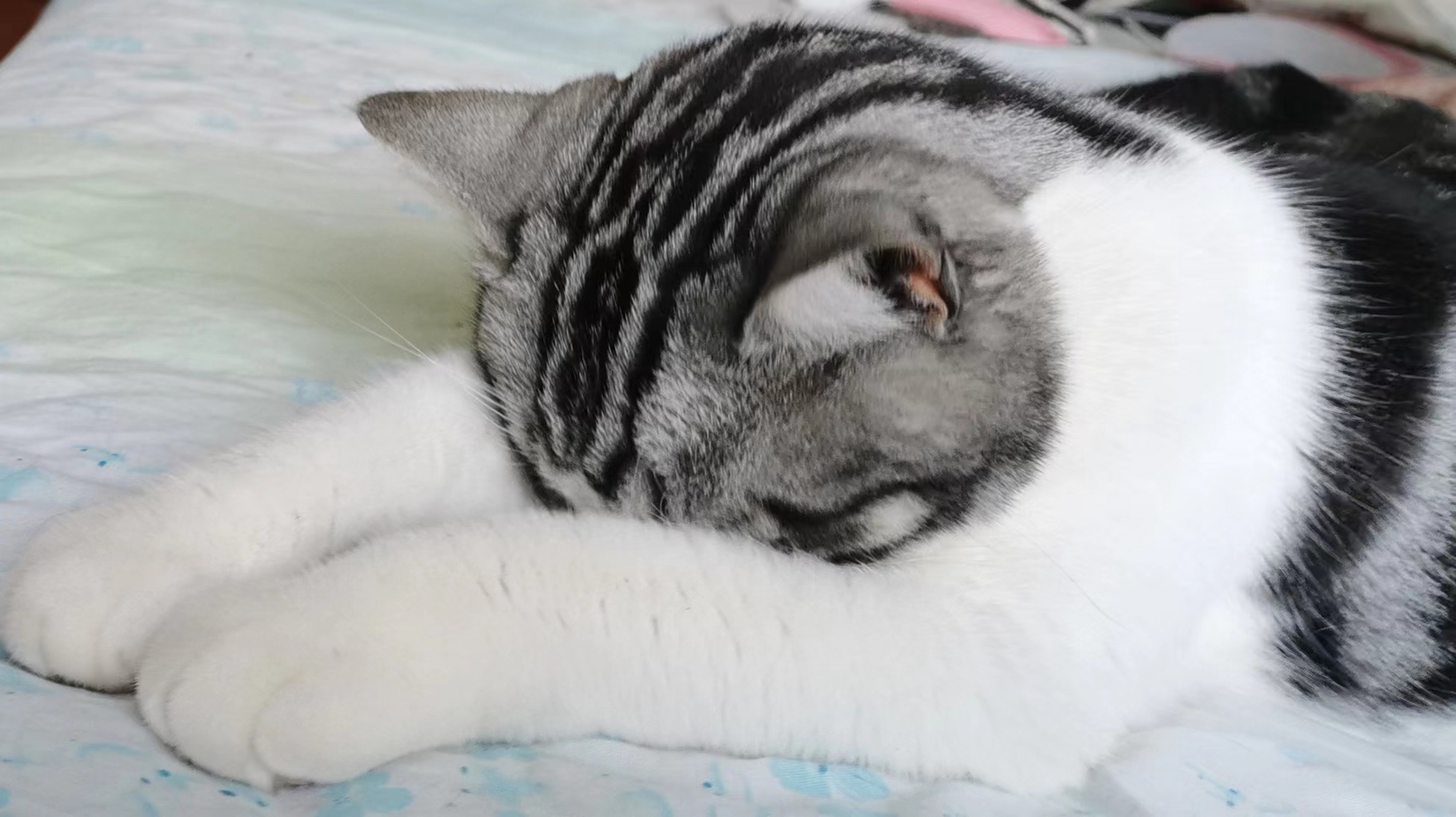 阳光忒刺眼了,猫宝宝想睡觉[悲伤]