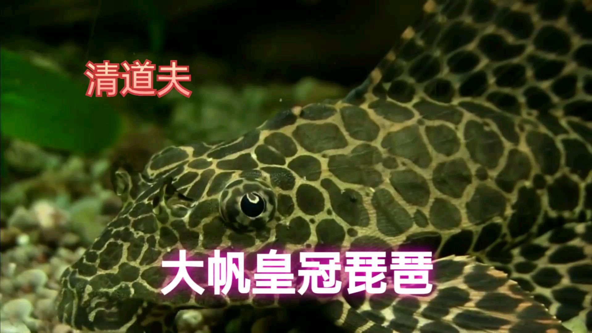 豹纹异形,清道夫也可以担当主角