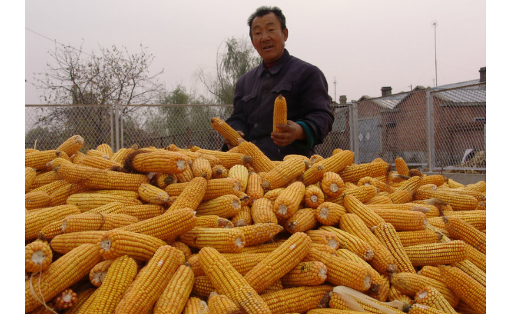 龙高l2玉米种子适合哪些地区种植