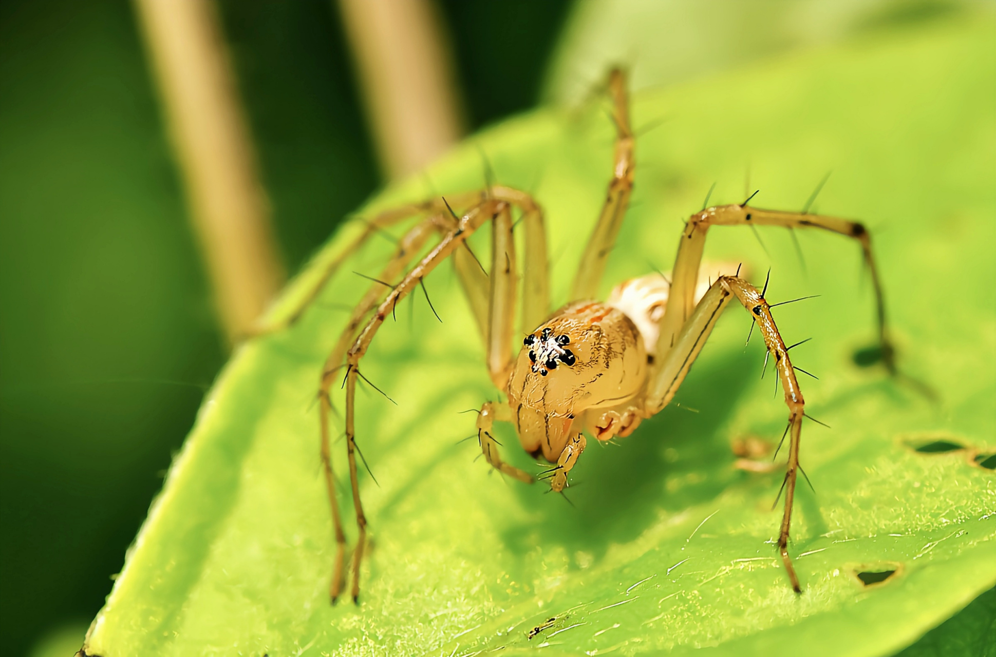 每天认识一种动物——猫蛛 猫蛛是蜘蛛目,猫蛛科动物的通称.