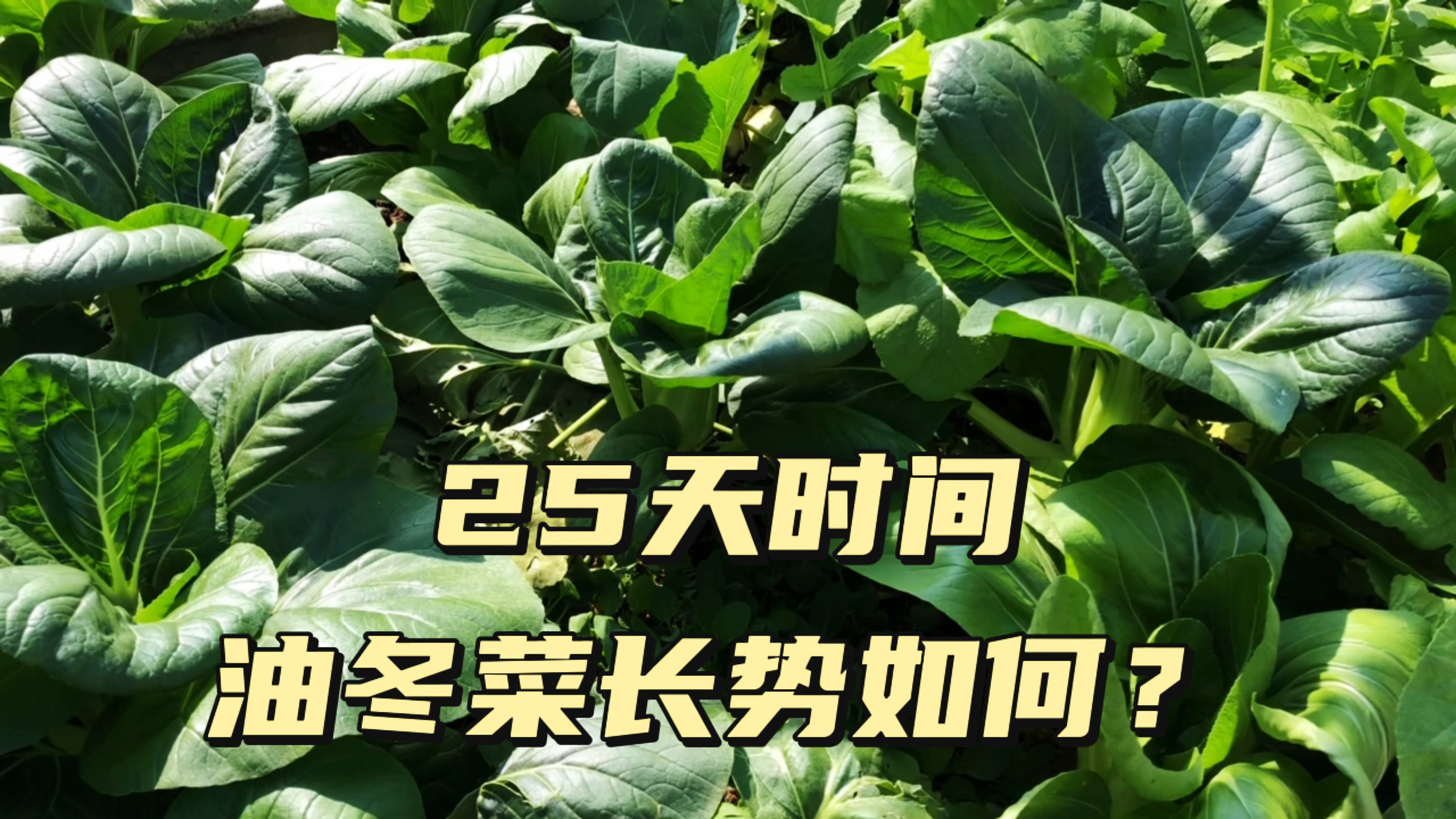 vlog|25天时间,油冬菜长势如何?