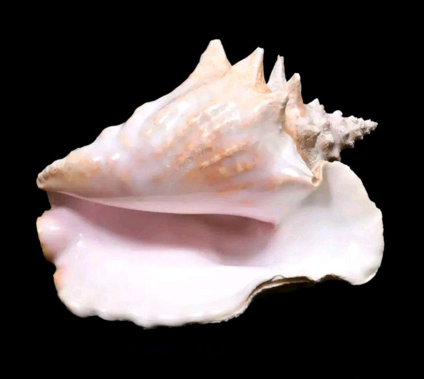 乾隆相信了,给此螺赐名"大利益吉祥右旋螺"