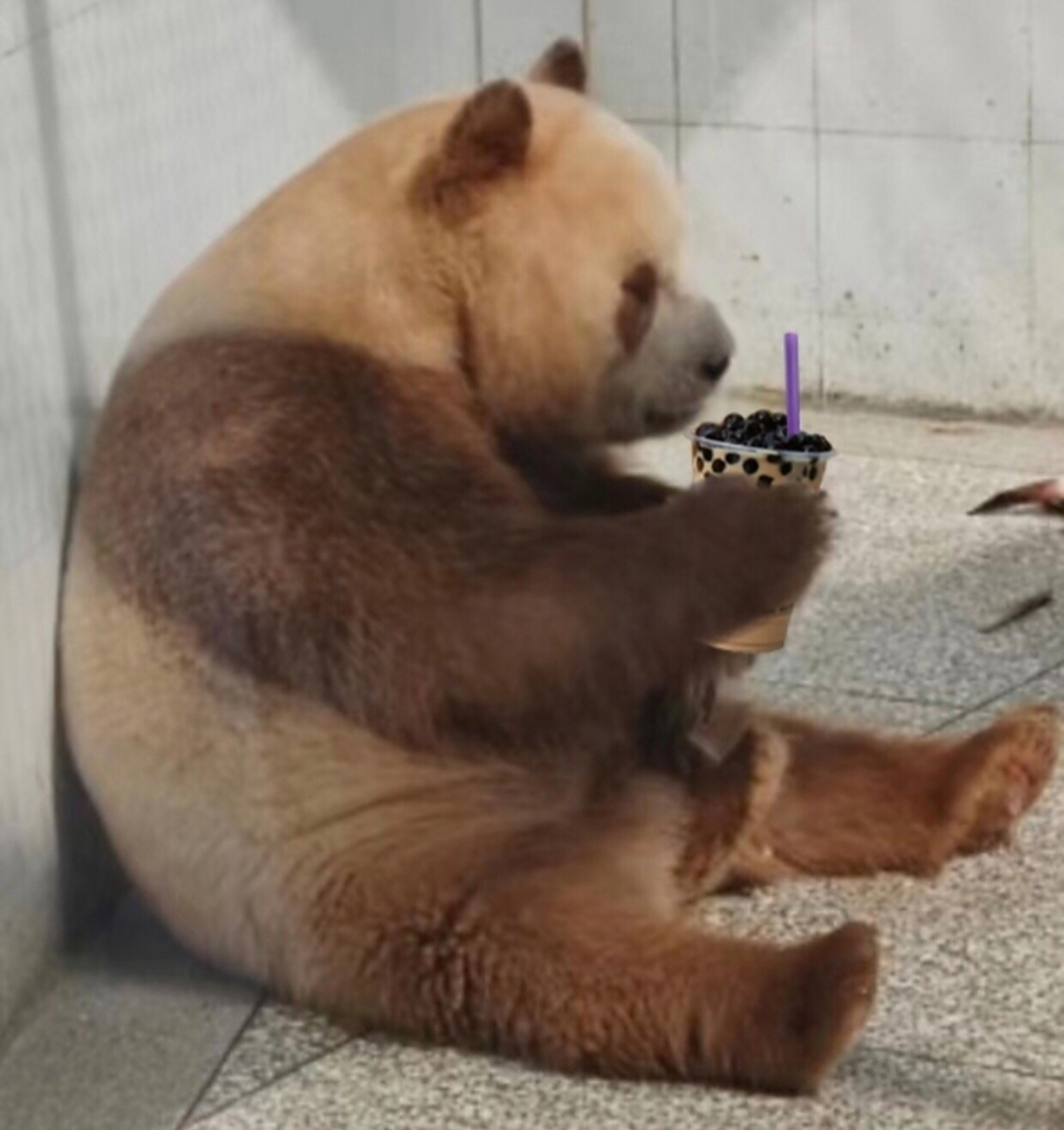 哈哈,今天是喝奶茶的七仔小熊#大熊猫七仔