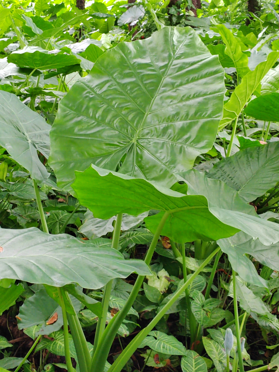 林下是一片片野生的海芋,郁郁葱葱,生长旺盛,整个山地一派欣欣向荣,把