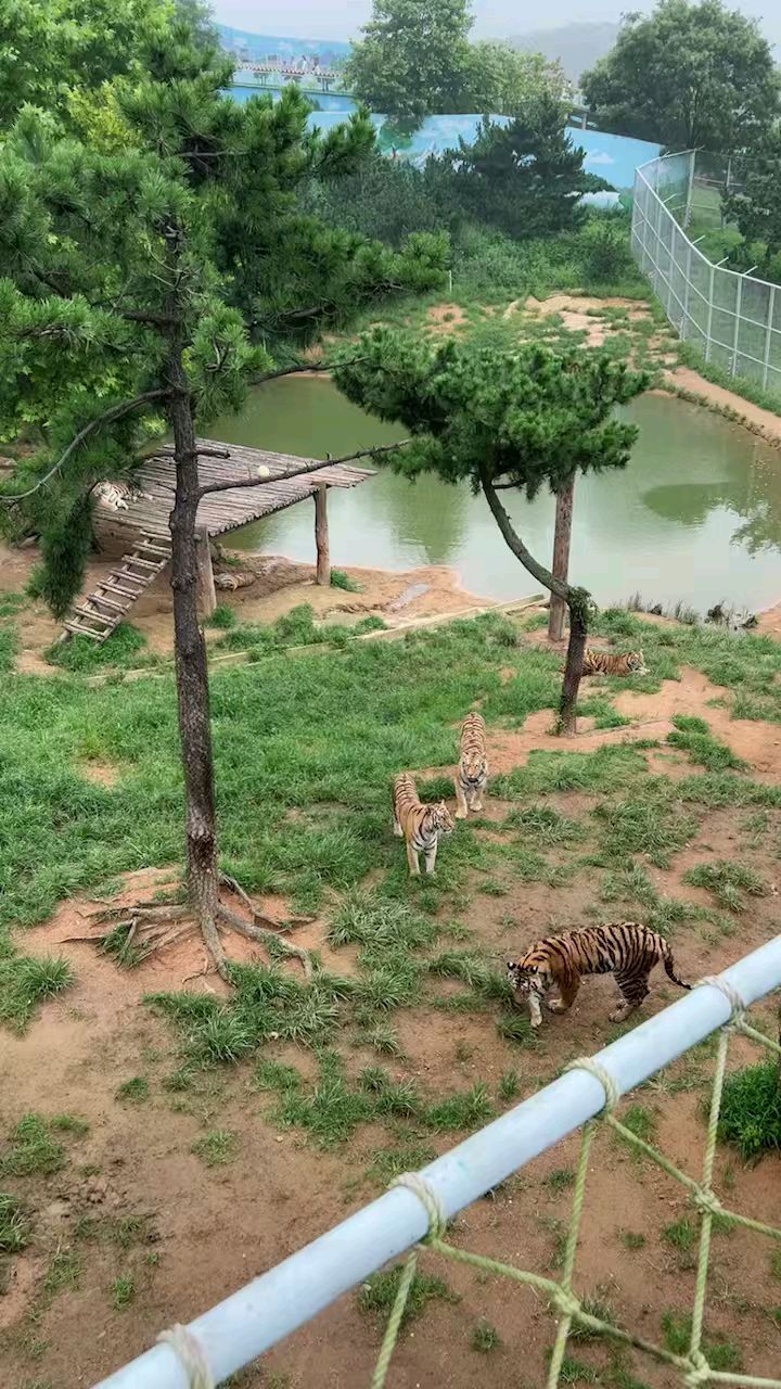 威海市神雕山野生动物园,这个虎园的名字很霸气,叫做威虎山!