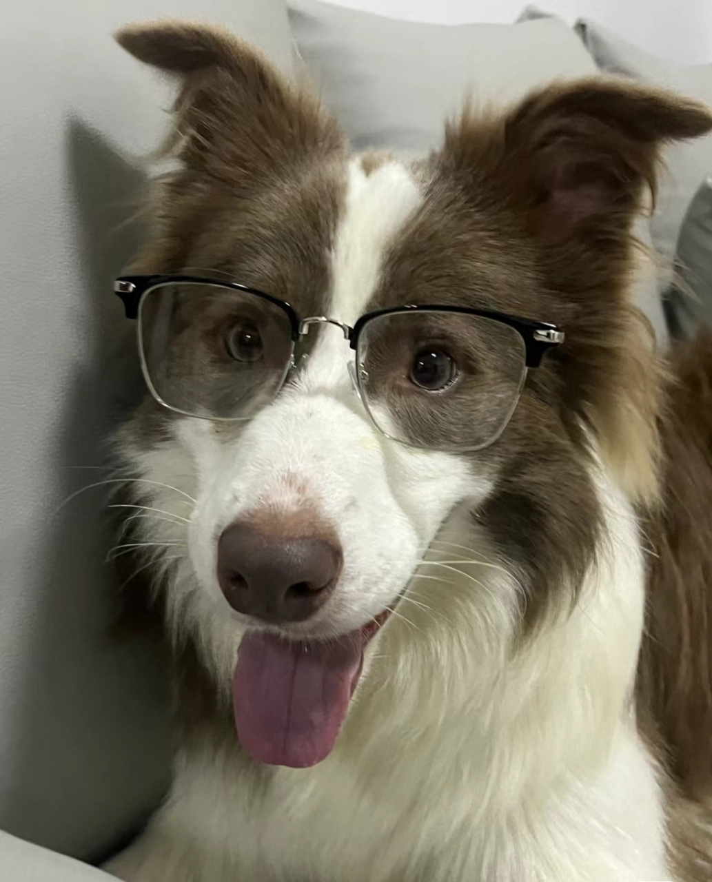 见过戴眼镜最帅的狗狗98