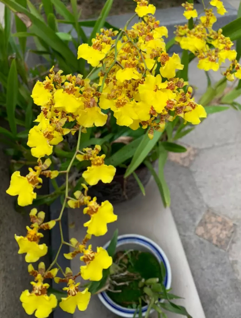 大家好,我今天要给大家分享关于盆栽跳舞兰的养殖方法和注意事项.