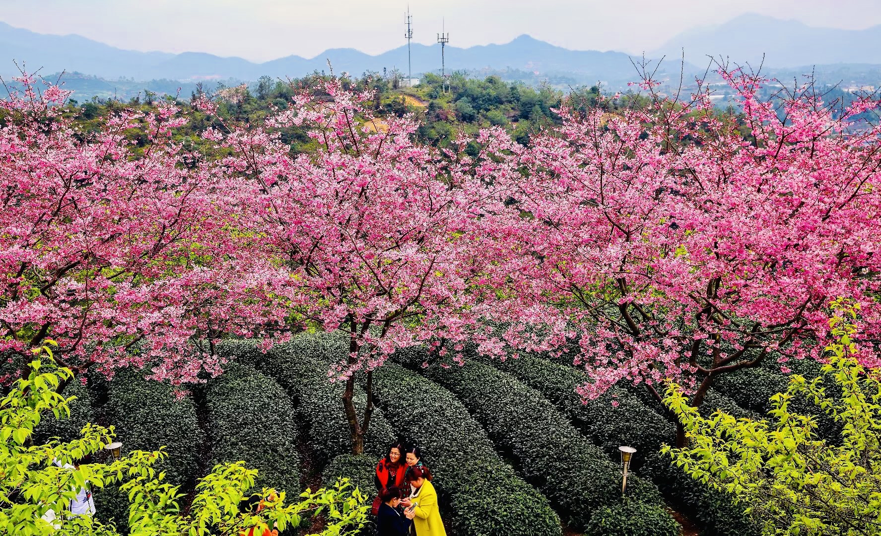 福建茶园樱花图片