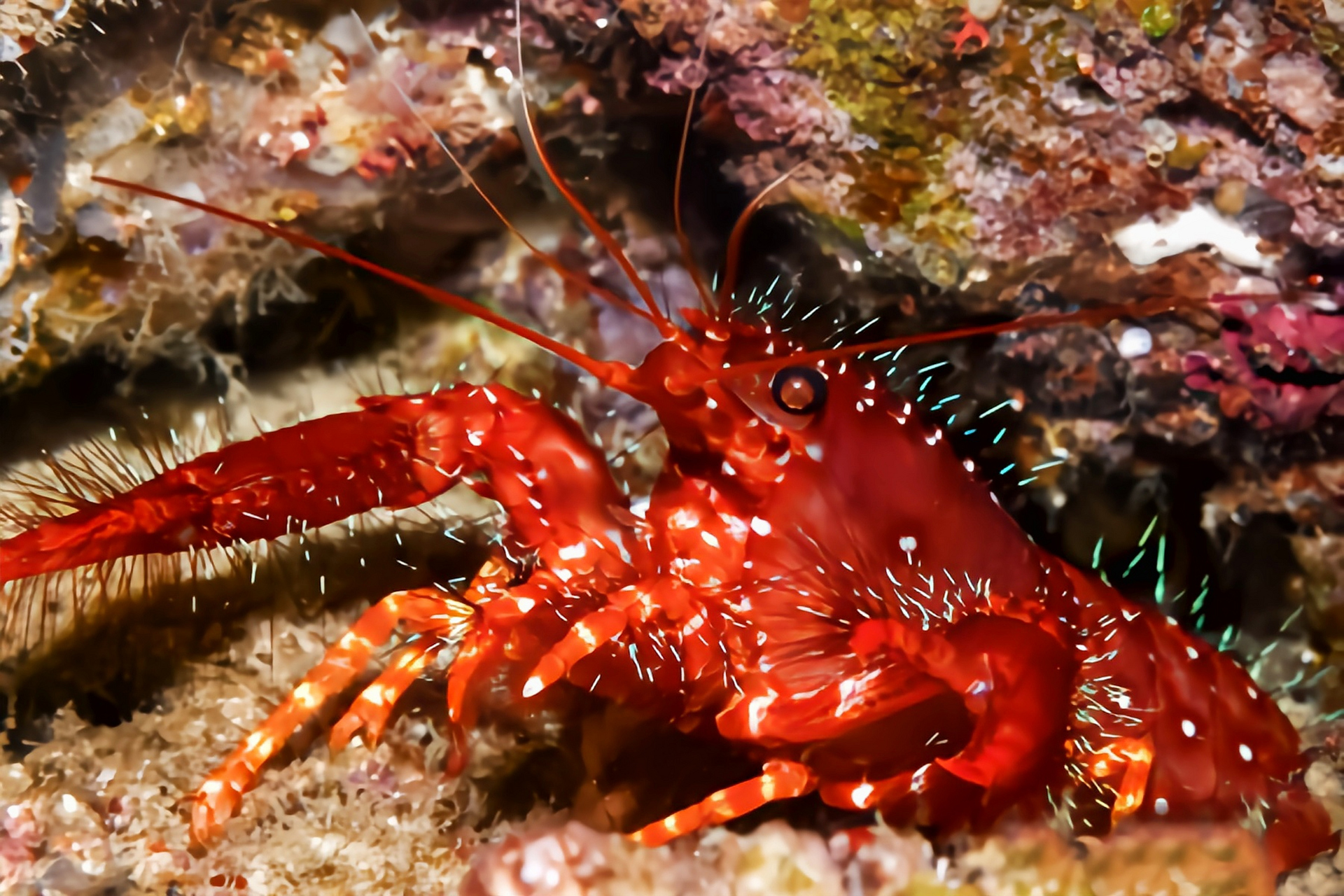 每天认识一种动物——东方礁螯虾 东方礁螯虾别名红光虾,原产于印度洋