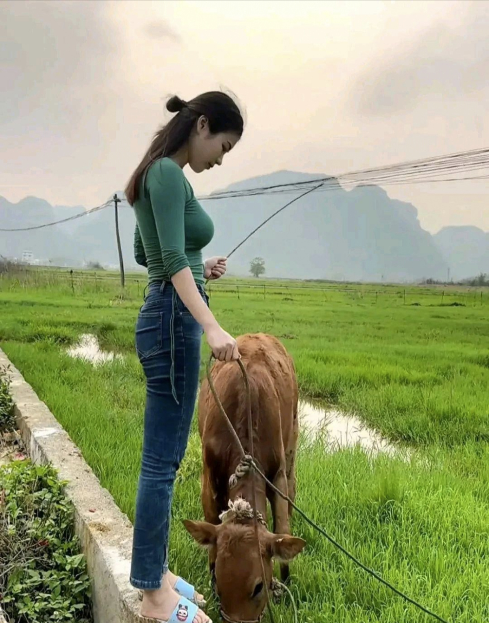 女孩趴牛背上放牛图片图片