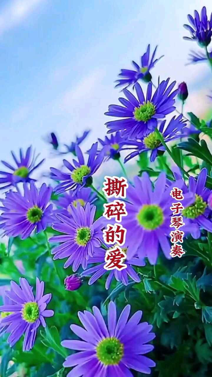 电子琴演奏《撕碎的爱》