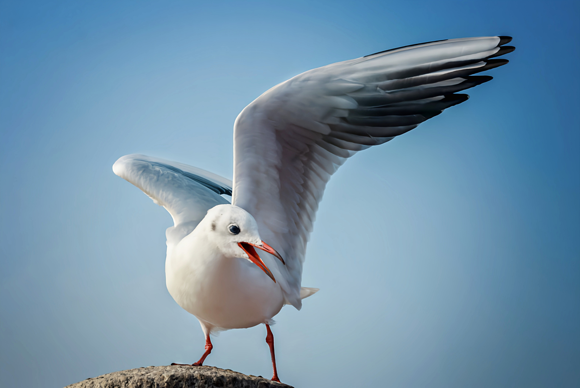 每天一个小知识——海鸥的"雨舞" 海鸥会在草地上跺脚,通过振动地面来