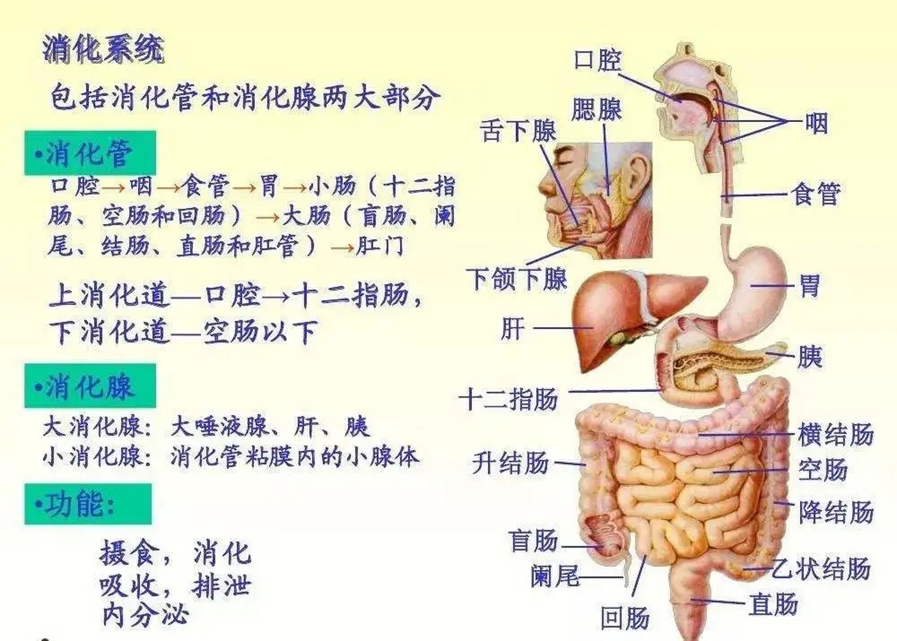 寒性便秘,大便软或先干后软,甚至稀状,排便乏力或不畅,小便清,舌淡