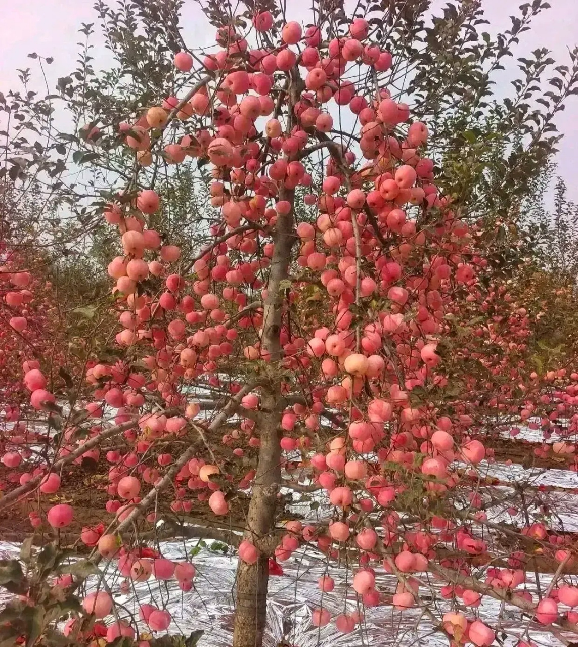 5年柱状苹果树图片图片