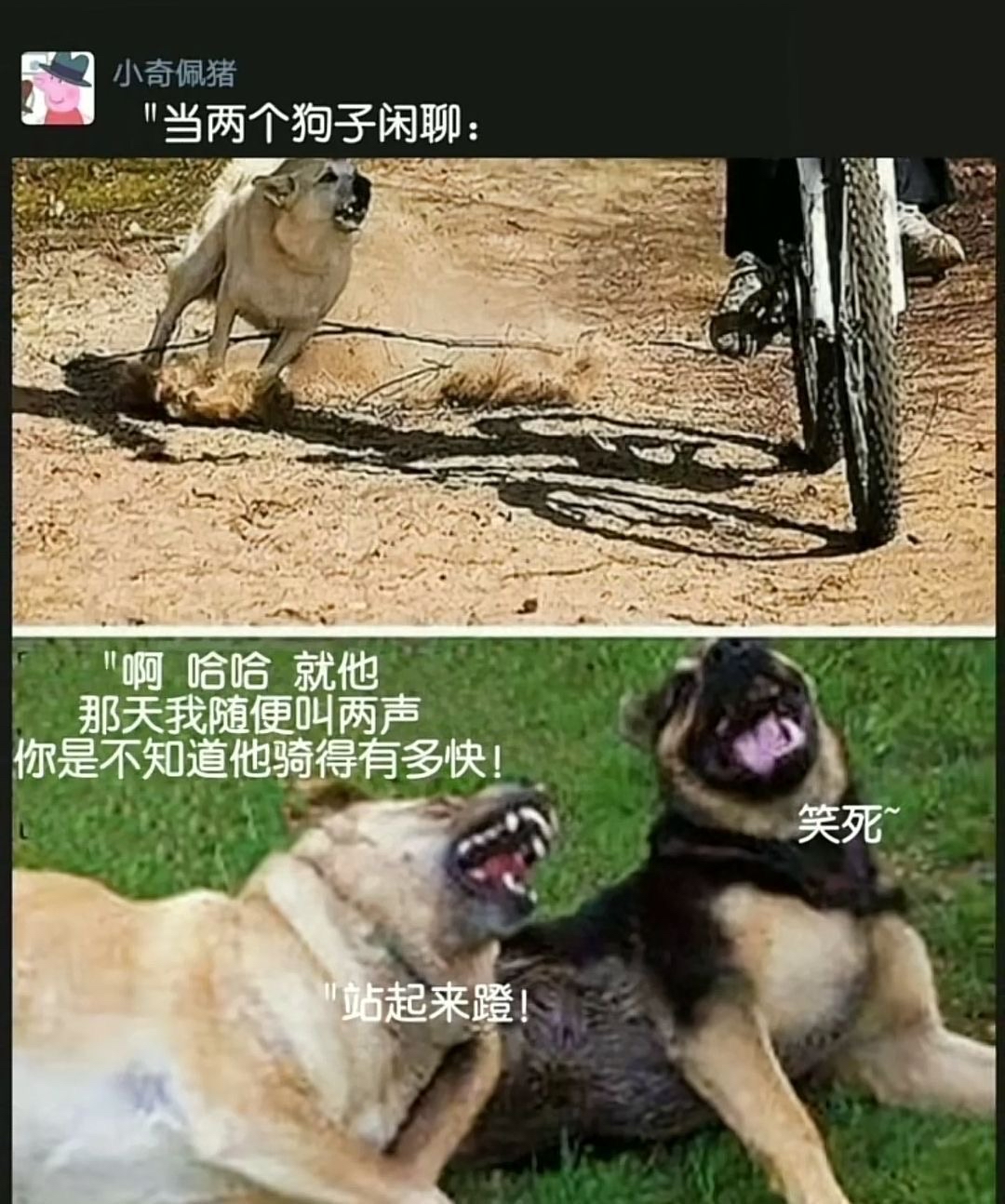 当两个狗子闲聊