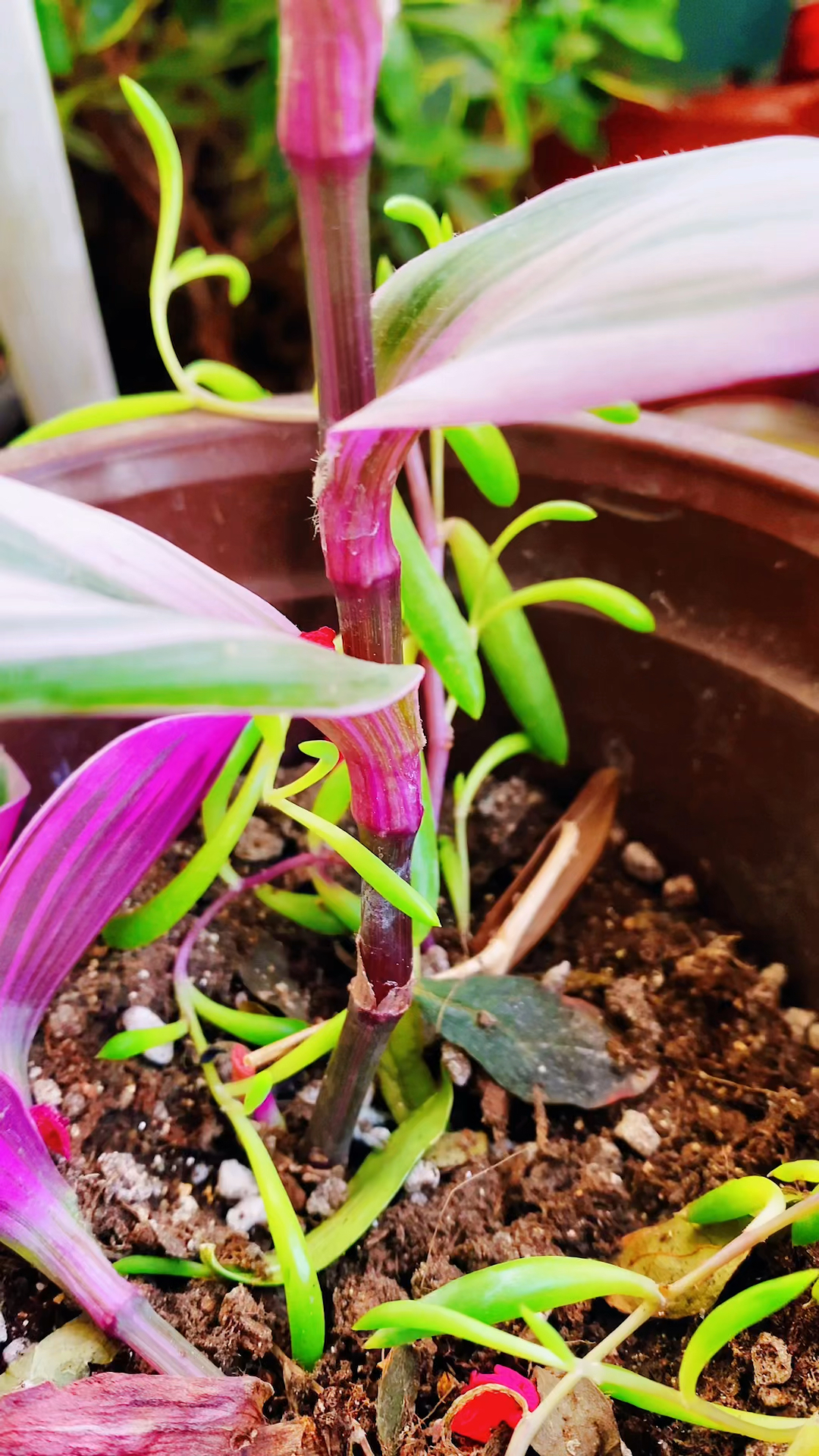 油画吊兰扦插就能成活这样扦插一个月就会长出新叶片