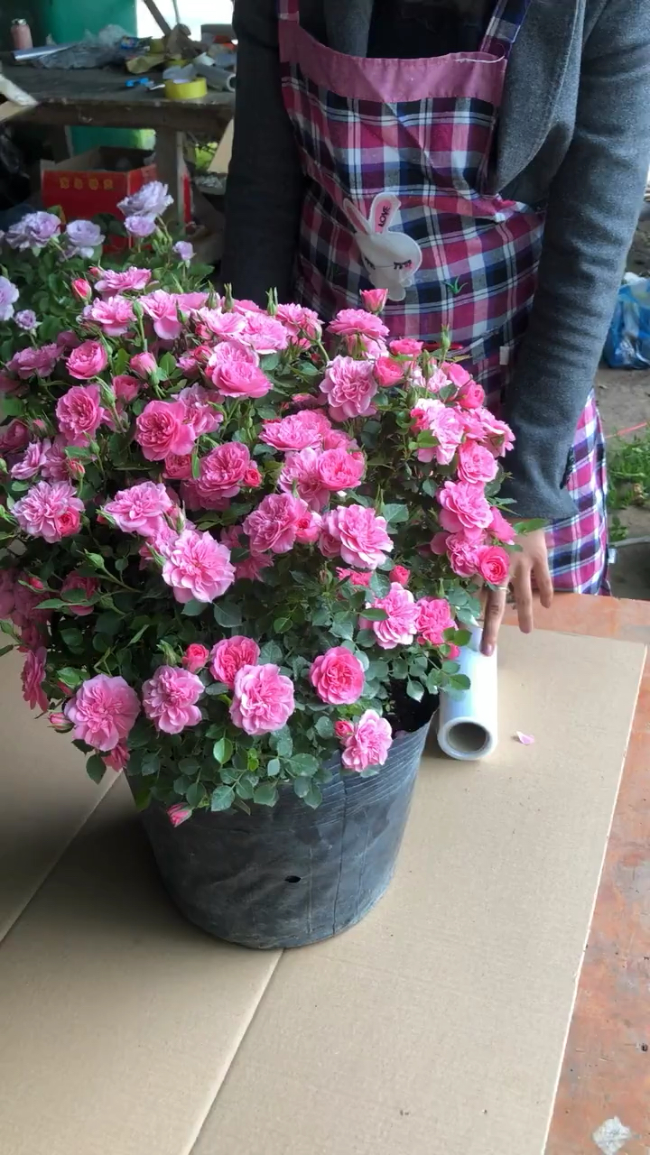 心上人月季品种