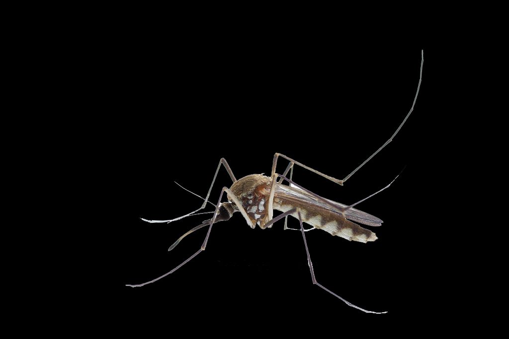 蚊子有智商吗?