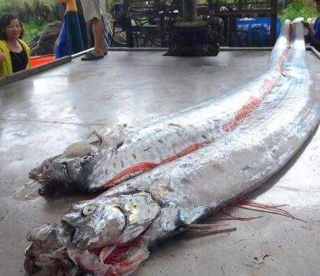 恐怖现象!日本福岛渔港惊现两条地震鱼,灾难是否即将降临日本?