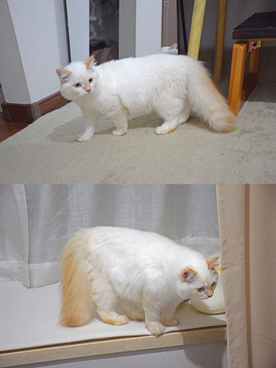 网友:家里橘猫生出来的火焰色猫咪,真的超美,每天都给我惊喜!