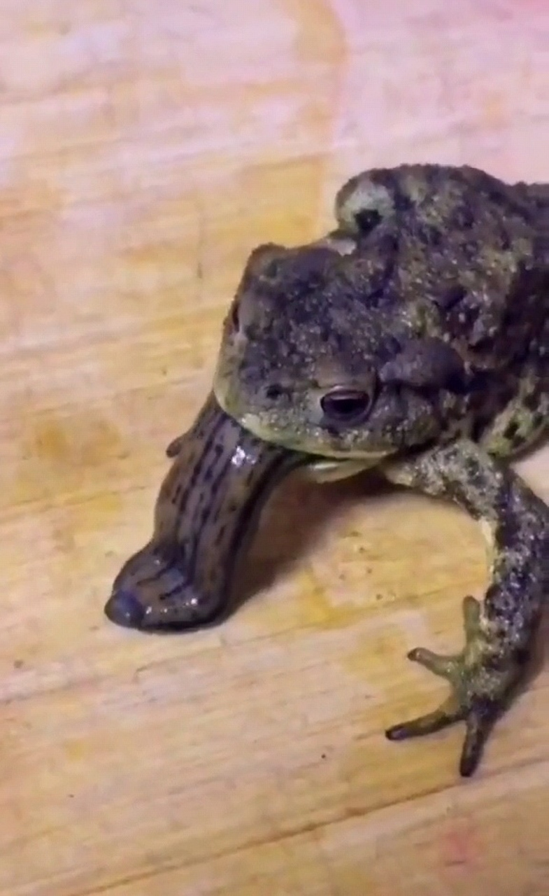 不知道最终它们谁会获胜?