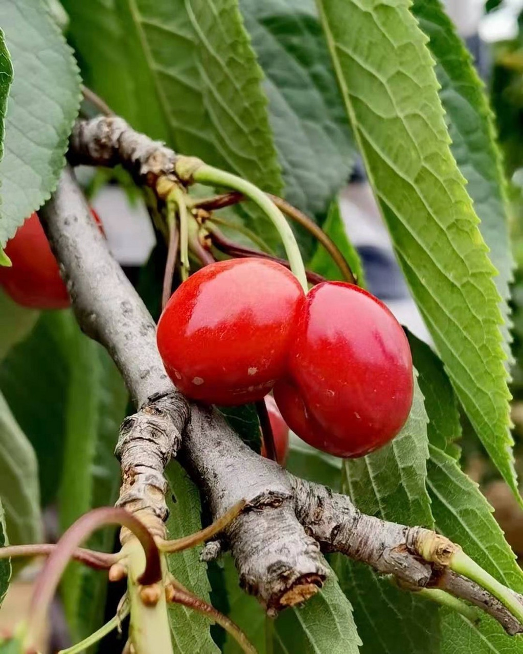 并蒂樱桃 #摄影# #深圳生活# #旅行摄影