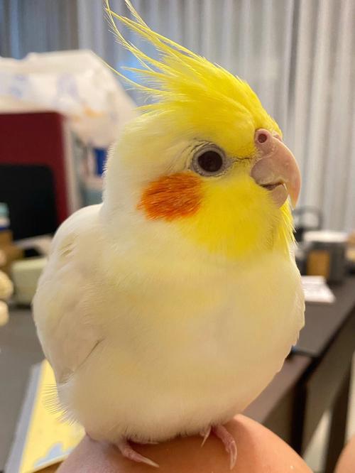 形态特征玄凤鹦鹉,又名高冠鹦鹉,鸡尾鹦鹉,其体型较小,头部冠羽呈黄色