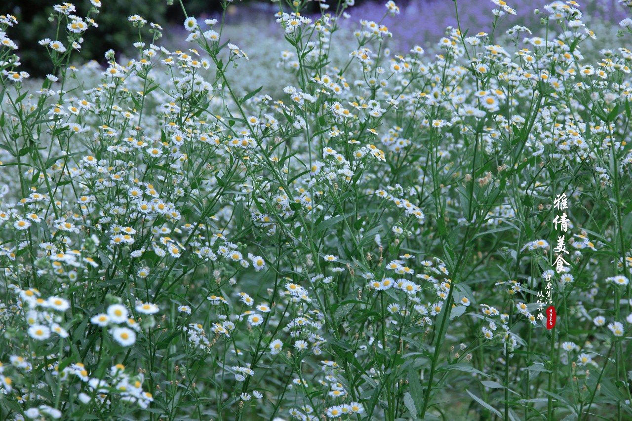 俗称"瞌睡草",又叫"牙肿消",农村荒地常见,却是多功能药材