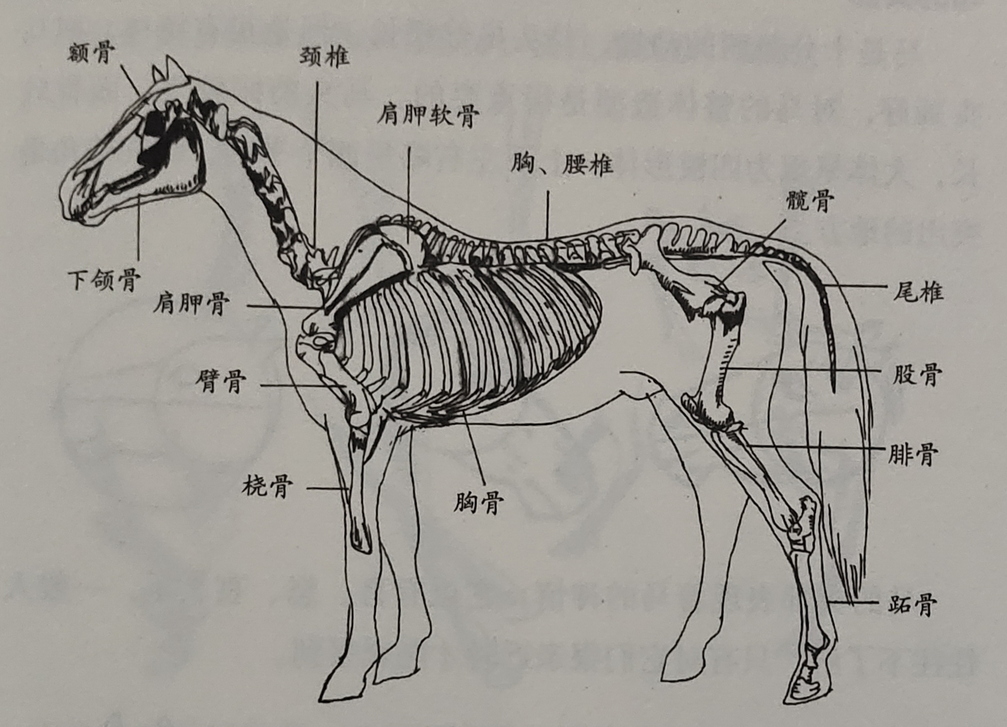 杨普义:怎样画马
