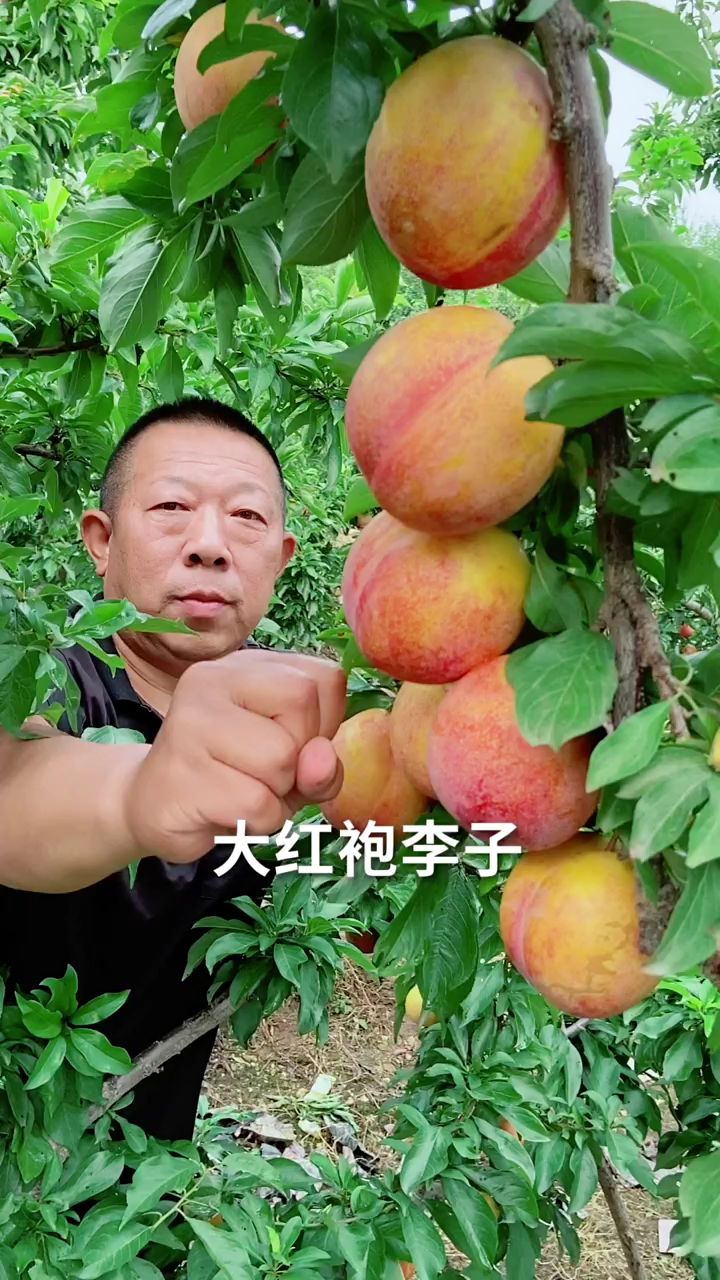 大紅袍李子苗,離核中熟李子品種-度小視