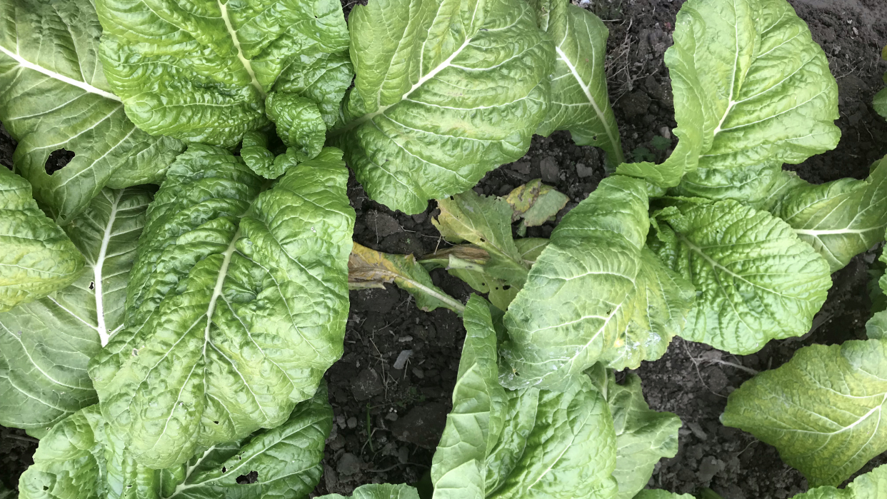 怎样种大叶棒棒菜?